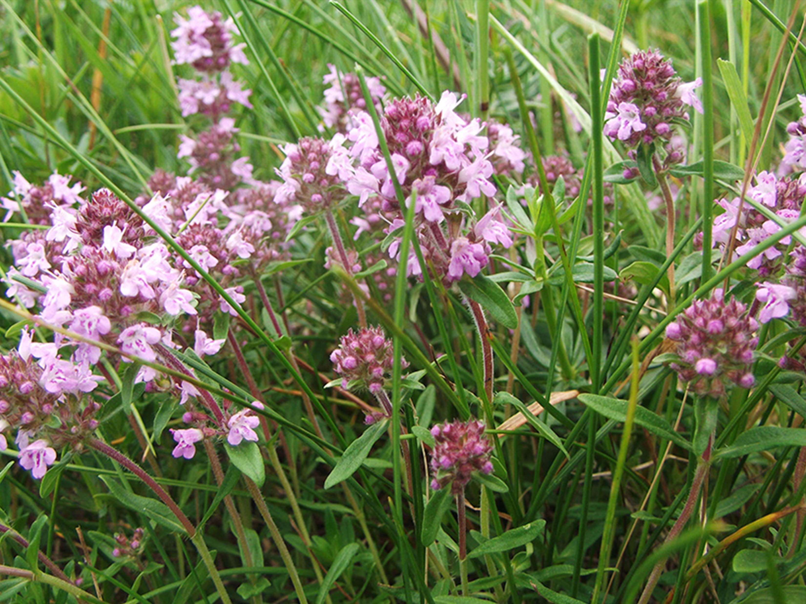 Kakukkfű tea