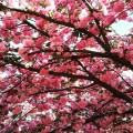 cseresznyevirágzás