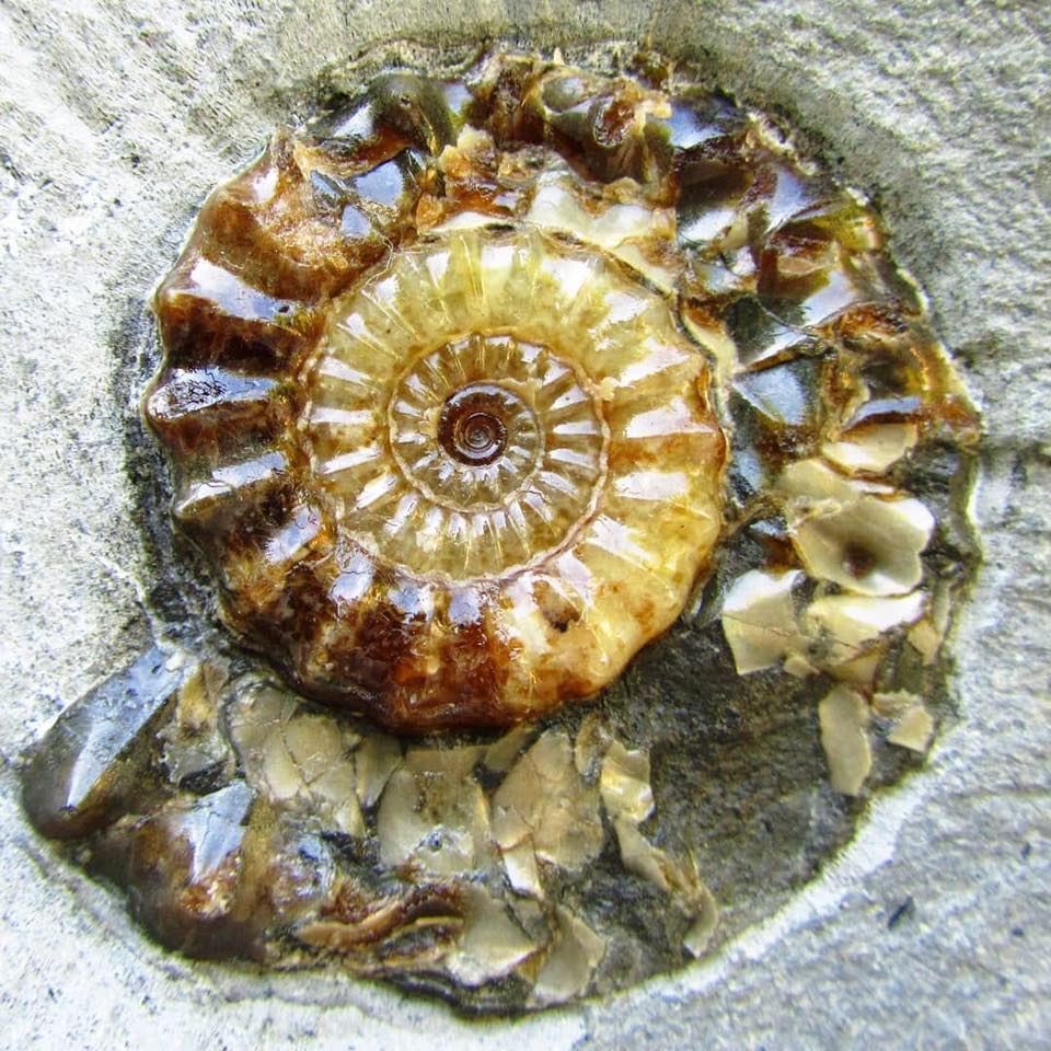kalcit kristályosodott ammonitesz